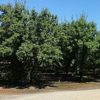 Almendros